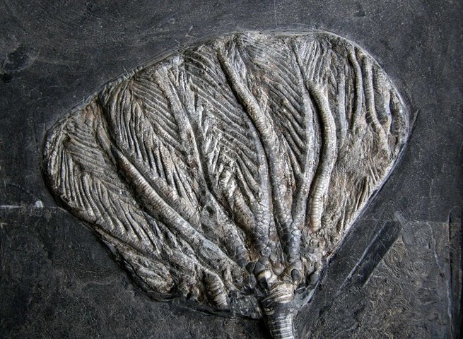 古玩雜項(xiàng)化石真品鑒賞圖