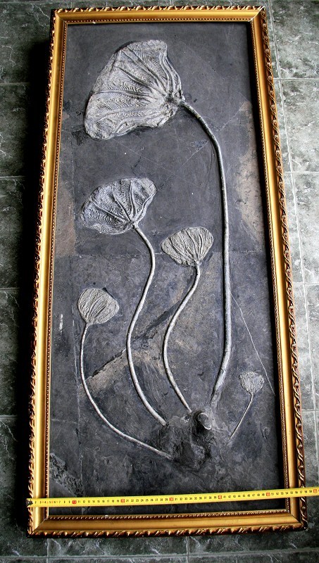 古玩雜項(xiàng)化石真品鑒賞圖