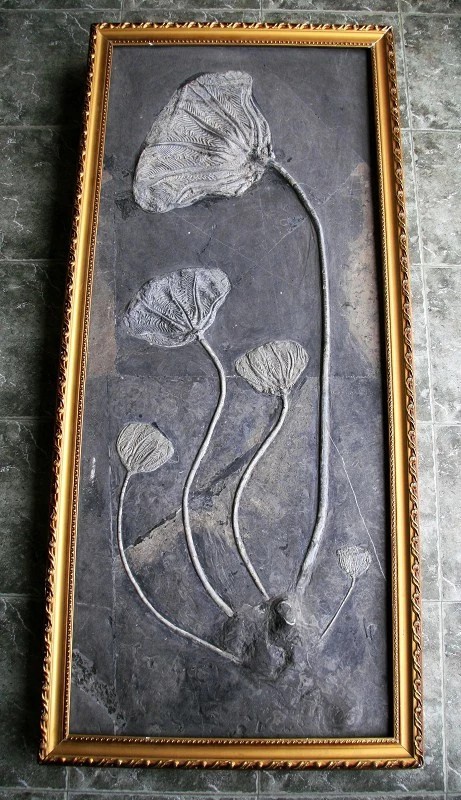 古玩雜項(xiàng)化石真品鑒賞圖