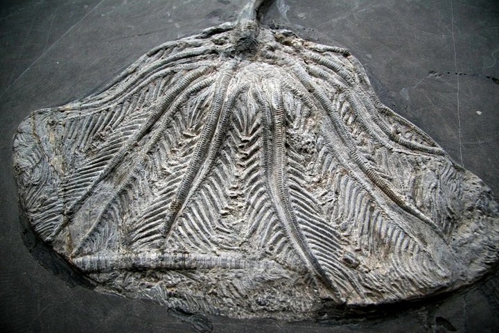 古玩雜項(xiàng)化石真品鑒賞圖