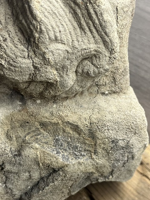 古玩雜項石獅真品鑒賞圖