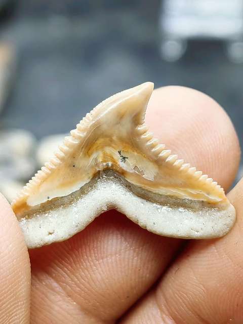 古玩雜項文化期.鯊魚***化 石拍賣,當前價格0元