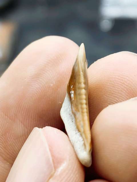 古玩雜項文化期.鯊魚***化 石拍賣,當前價格0元