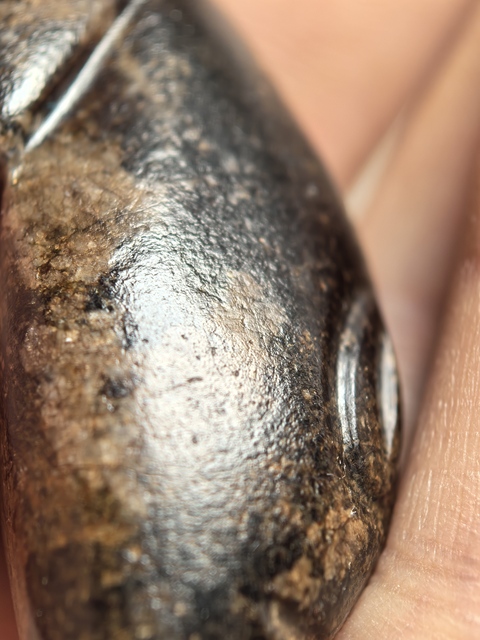 古玩玉器仿古玉豬真品鑒賞圖