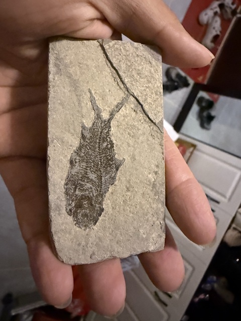 古玩雜項魚化石真品鑒賞圖
