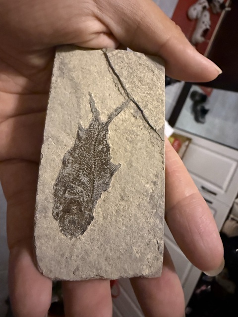 古玩雜項魚化石真品鑒賞圖