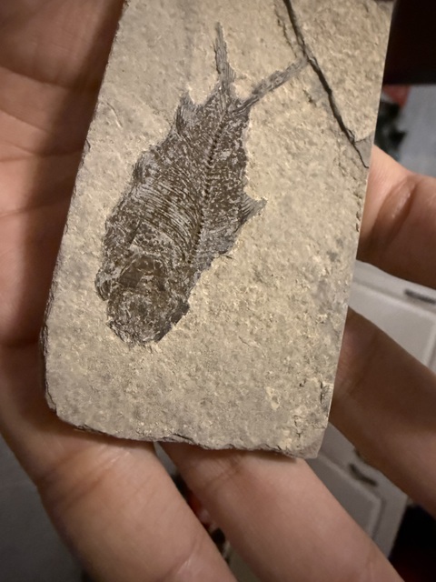 古玩雜項魚化石真品鑒賞圖
