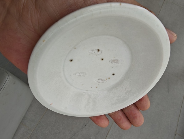 古玩陶瓷碟真品鑒賞圖