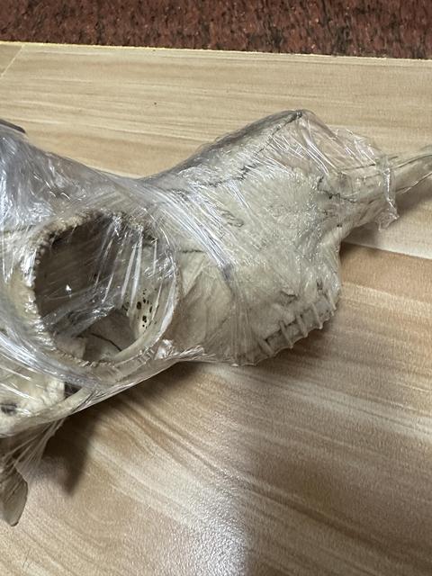 古玩雜項羚羊角真品鑒賞圖