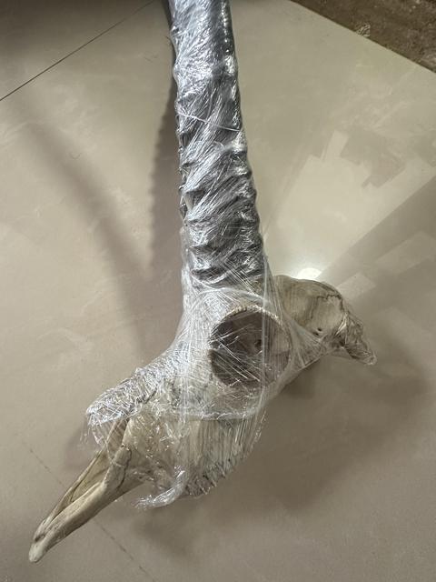 古玩雜項羚羊角真品鑒賞圖