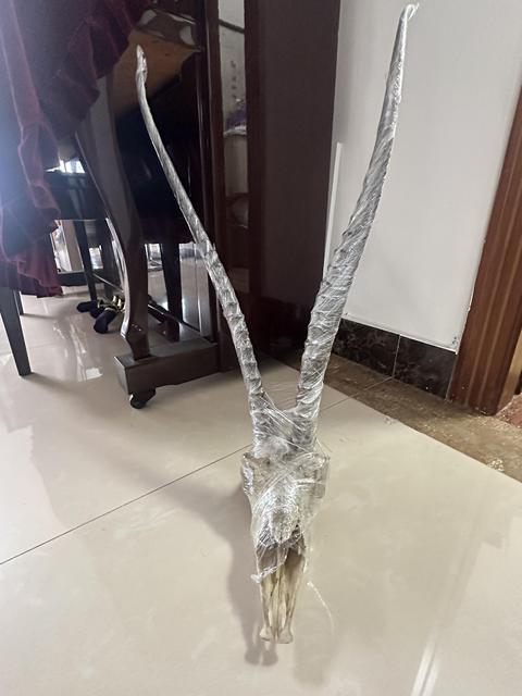 古玩雜項羚羊角真品鑒賞圖