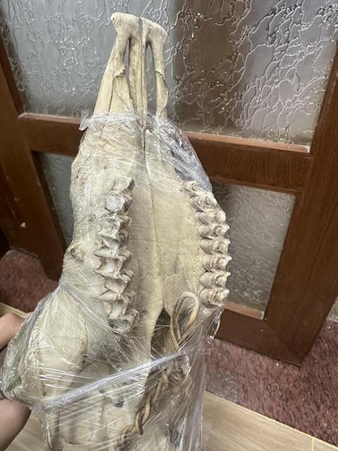 古玩雜項羚羊角真品鑒賞圖