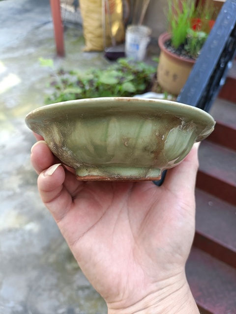 古玩陶瓷龍泉窯蓮瓣雙魚洗真品鑒賞圖