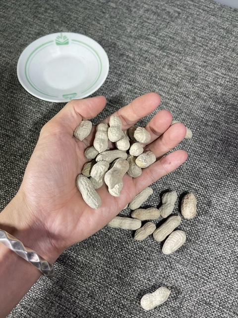 古玩陶瓷仿生果真品鑒賞圖
