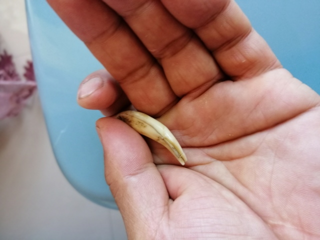 古玩雜項動物牙齒真品鑒賞圖