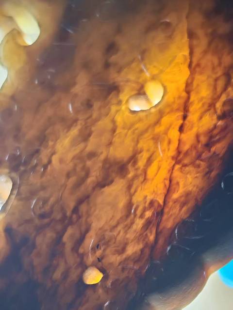 古玩玉器仿古玉佩真品鑒賞圖
