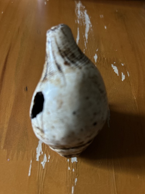 古玩雜項白法螺真品鑒賞圖