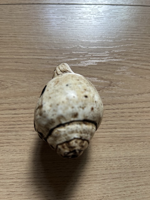 古玩雜項白法螺真品鑒賞圖