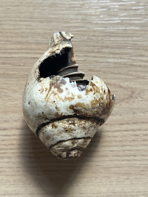 古玩雜項白法螺真品鑒賞圖