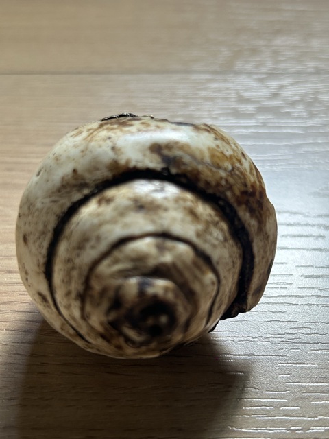 古玩雜項白法螺真品鑒賞圖