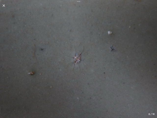 古玩陶瓷青釉蓮瓣紋碗真品鑒賞圖