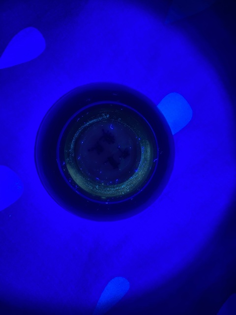 古玩陶瓷晚清青花印泥盒真品鑒賞圖