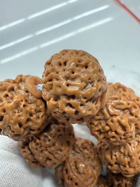古玩雜項(xiàng)金剛菩提真品鑒賞圖