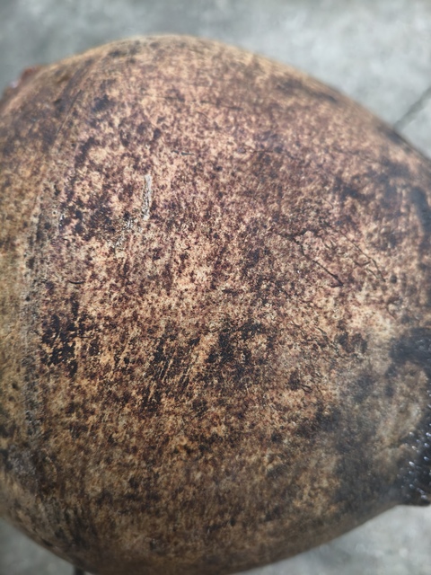 古玩陶瓷清代磁州窯醬釉雙系罐真品鑒賞圖