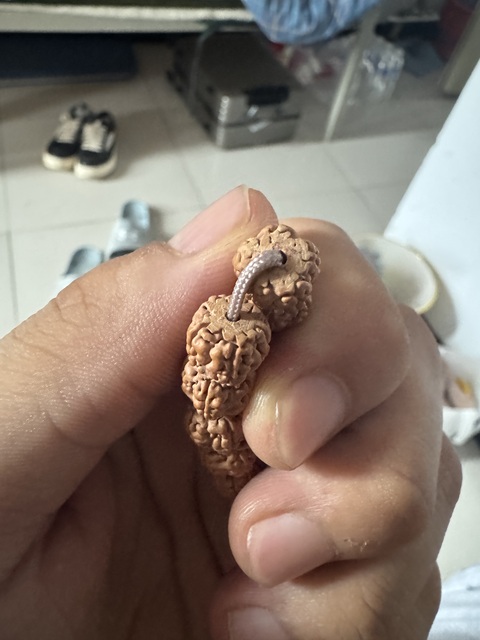 古玩雜項金剛菩提真品鑒賞圖