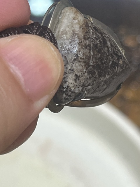 古玩玉器仿古玉蟬真品鑒賞圖