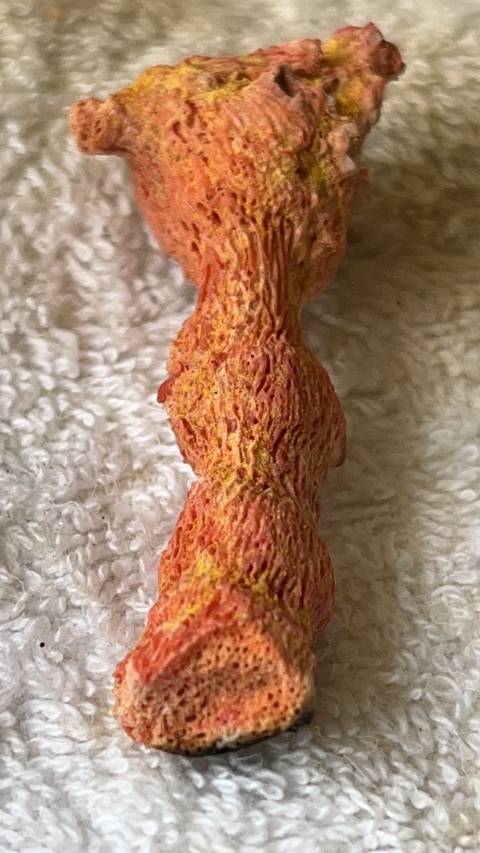 古玩雜項草珊瑚真品鑒賞圖