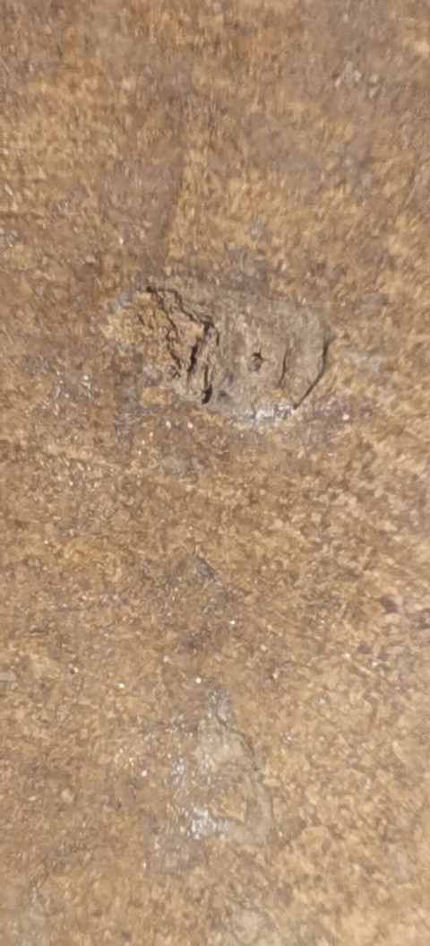 古玩陶瓷如意靈芝紋盤真品鑒賞圖