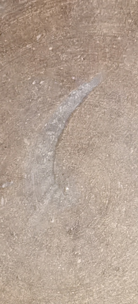 古玩陶瓷如意靈芝紋盤真品鑒賞圖