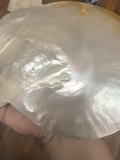 古玩雜項貝殼畫真品鑒賞圖