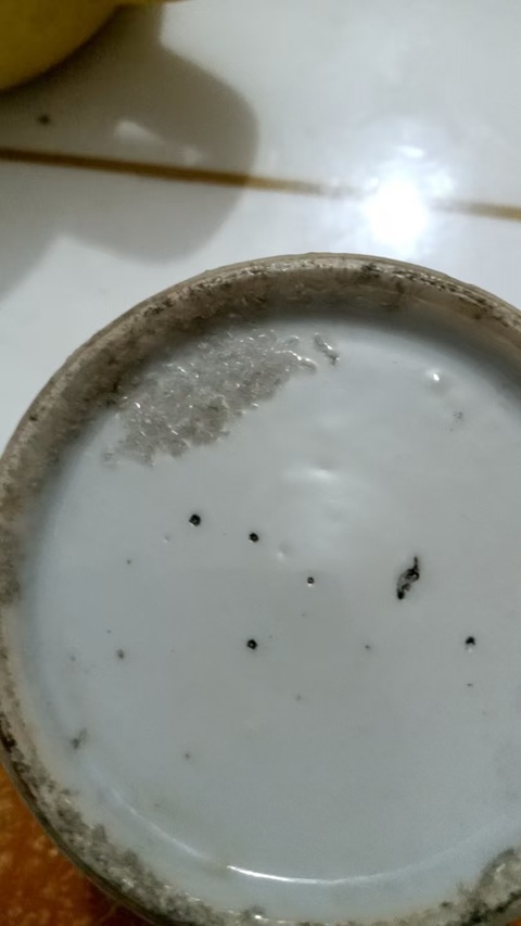 古玩陶瓷晚清青花水盂真品鑒賞圖
