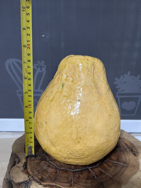 古玩陶瓷黃釉柚子瓷塑擺件真品鑒賞圖