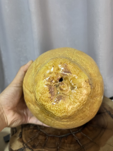 古玩陶瓷黃釉柚子擺件拍賣，當前價格888元