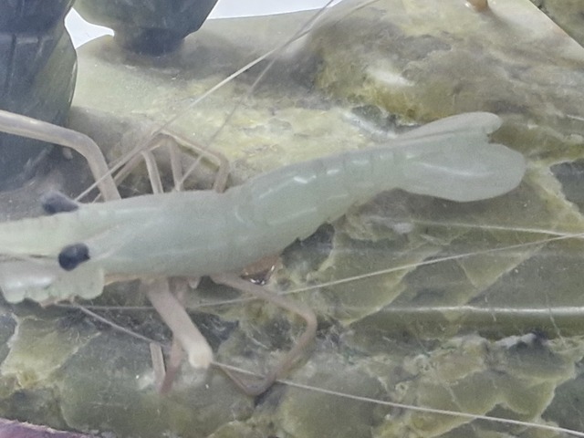 古玩玉器玉石蝦盆景真品鑒賞圖