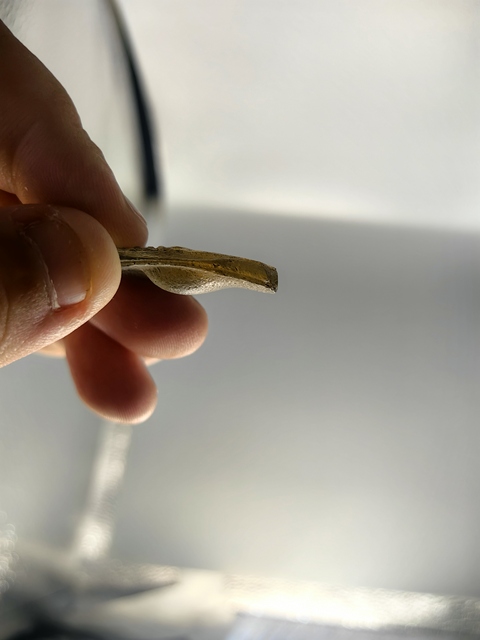 古玩雜項琉璃真品鑒賞圖
