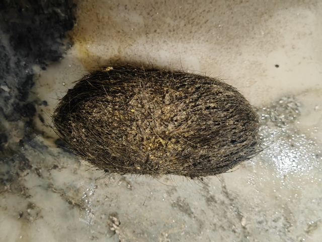 古玩雜項豬寶真品鑒賞圖