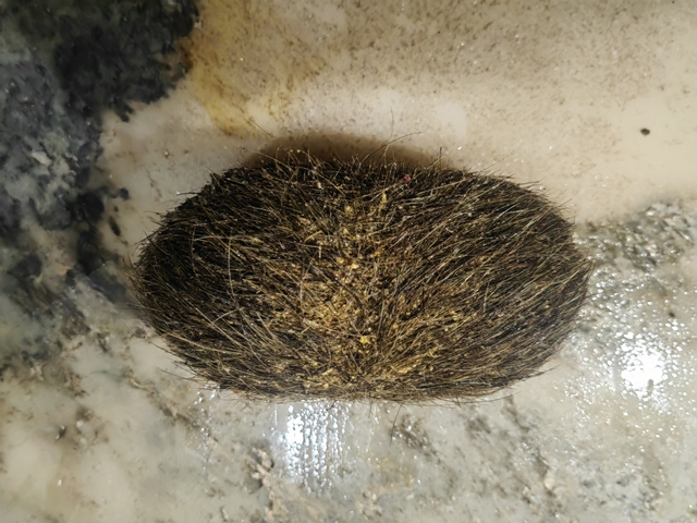 古玩雜項豬寶真品鑒賞圖
