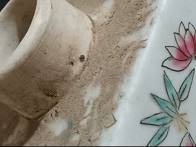古玩陶瓷花蝶紋茶葉罐真品鑒賞圖