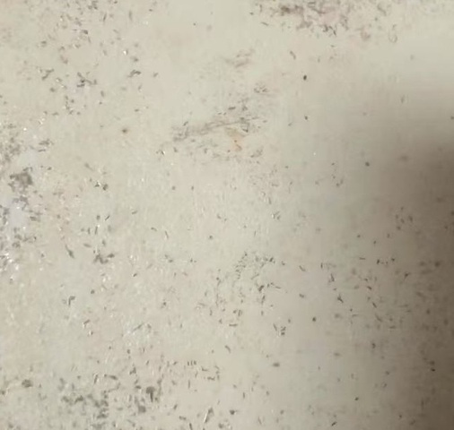 古玩陶瓷乾隆墨彩礬紅描金盤真品鑒賞圖