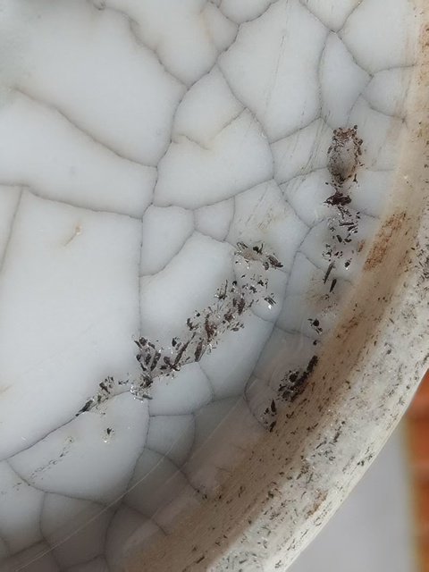 古玩陶瓷哥釉冬瓜罐真品鑒賞圖