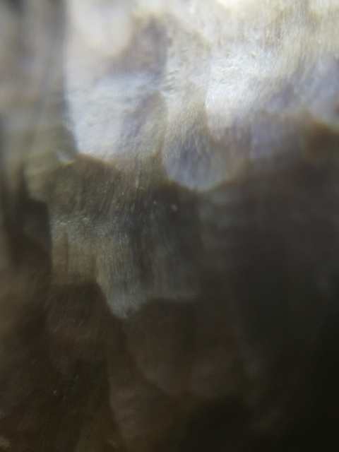 古玩雜項沉香真品鑒賞圖