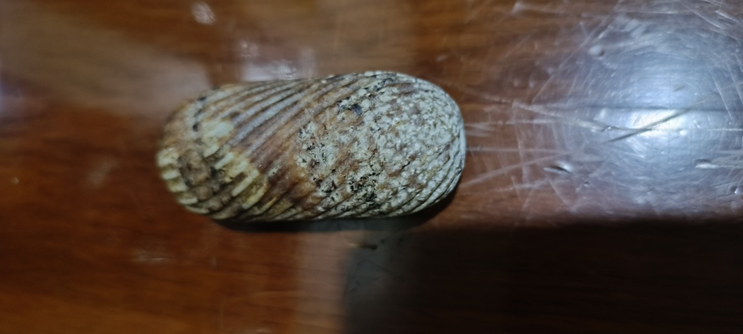 古玩玉器仿古做舊絞絲紋棗型珠真品鑒賞圖