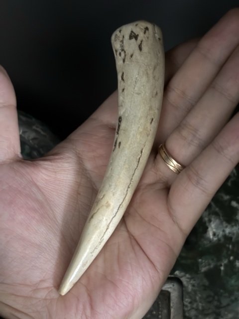 古玩雜項商周·鹿角觿拍賣,當前價格600元