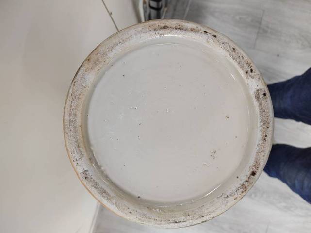 古玩陶瓷獸耳橄欖瓶真品鑒賞圖