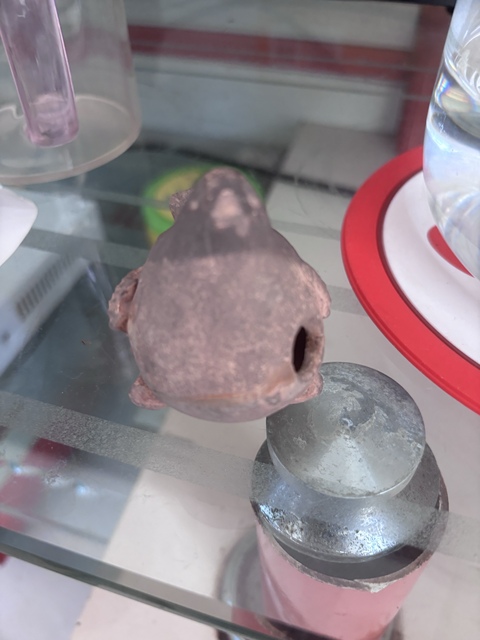 古玩陶瓷長沙窯陶塑鳥真品鑒賞圖