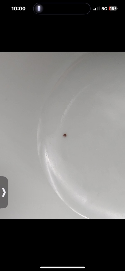 古玩陶瓷蝶紋粉彩碗真品鑒賞圖